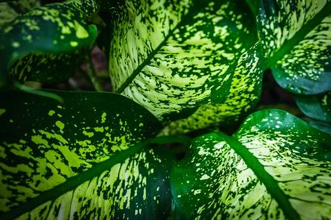 Green leaf background Stock Photos