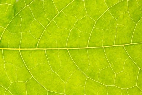 Green leaf background 스톡 사진
