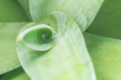 Green leaf background 스톡 사진