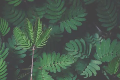 Green leaf background 스톡 사진