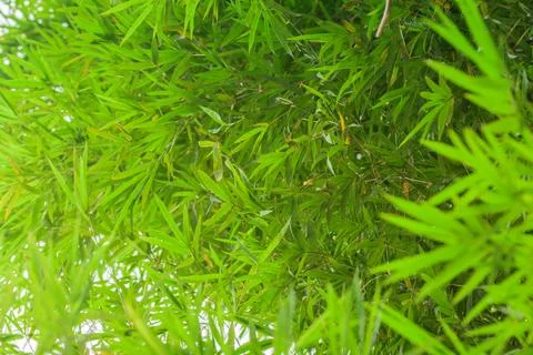 Green leaf background Stock Photos