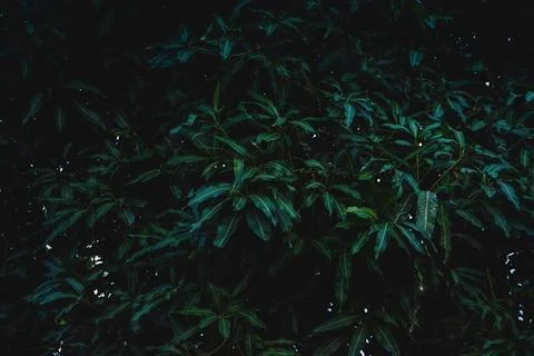 Green leaf background 스톡 사진
