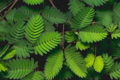 Green leaf background Stock Photos