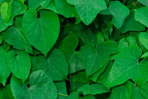 Green leaf background 스톡 사진