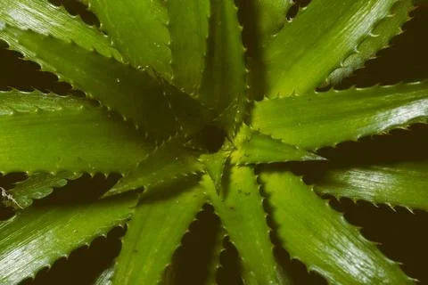 Green leaf background Stock Photos