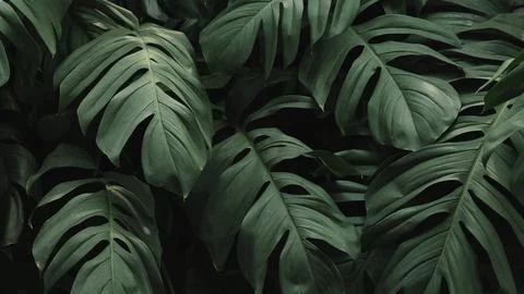 Green leaf background Stock Photos