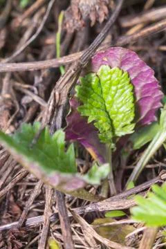 Green leaf on the background of a purple leaf on a background of twigs Stock Photos