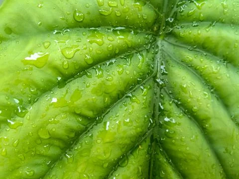 Green leaf background with raindrops on it Stock Photos