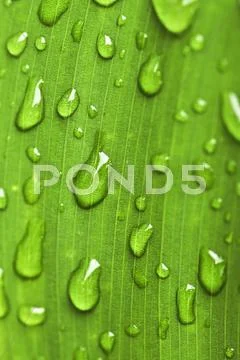 Green leaf background with raindrops Stock Photos