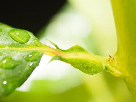 Green leaf background with raindrops Stock Photos