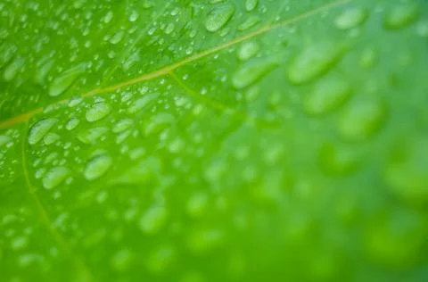 Green leaf background with raindrops Stock Photos
