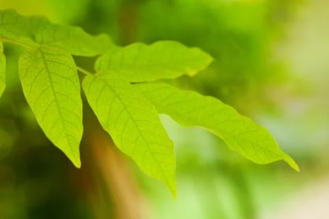 Green leaf background with selective focus Foto stock