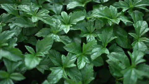 Green leaf background of singapore dailsy. Stock Footage 125085017