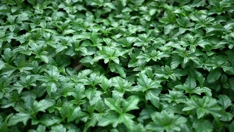 Green leaf background of singapore dailsy. Stock Footage 125085526