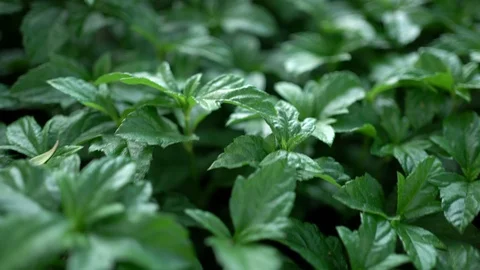 Green leaf background of singapore dailsy. Stock Footage 126505927