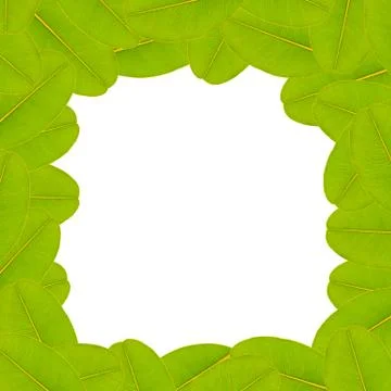 Green leaf background, space for text Stock Illustration