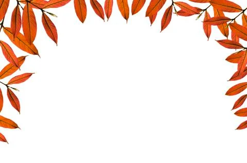 Green leaf background, space for text Illustrazione stock