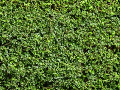 Green leaf background of tea tree Stock Photos