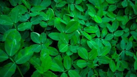 Green leaf background with texture and high contras lighting. Foto stock