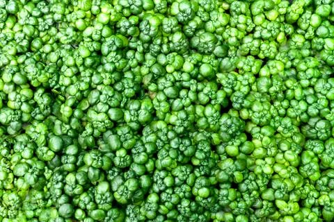 Green leaf background texture beautiful Stock Photos