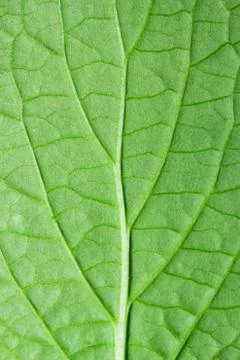 Green leaf background texture, macro Stock Photos
