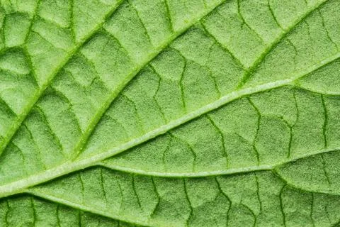 Green leaf background texture, macro Stock Photos