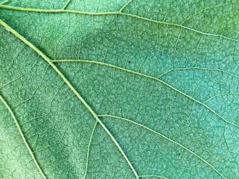 Green leaf background texture, macro Stock Photos