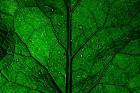 Green leaf background texture, macro. Close up. Stock Photos