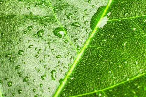 Green leaf background texture, macro Foto stock