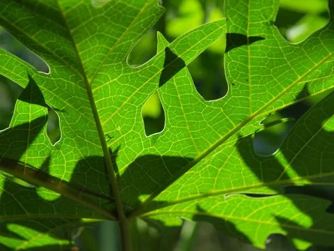 Green leaf background texture Stock Photos