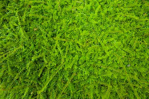 Green leaf background texture Stock Photos