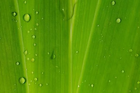 Green leaf background, texture Stock Photos