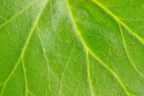 Green leaf background texture Stock Photos