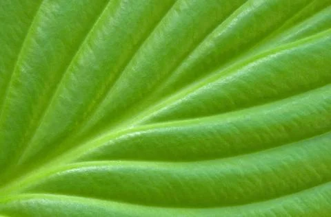 Green leaf background. Textured green leaf closeup as a background. Copyri... Stock Photos