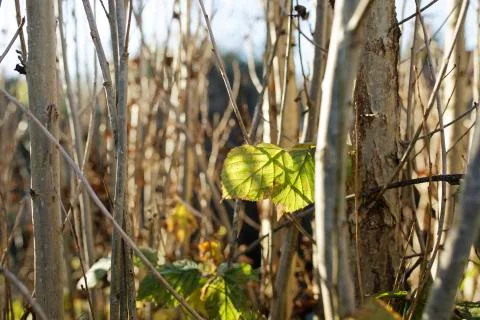 A green leaf background with trees in the winter sun light Stock Photos