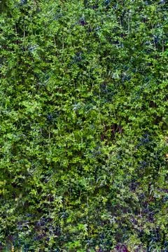 Green leaf background vertical shot Stock Photos