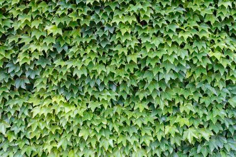 Green leaf background on the wall Stock Photos