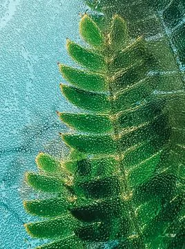 Green leaf background with water bubbles Stock Photos