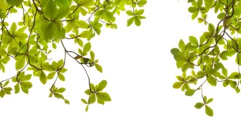 Green leaf background on white. Stock Photos