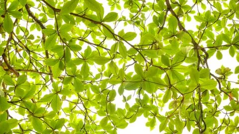 Green leaf background on white. Stock Photos