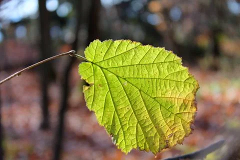Green leaf with backlighting Stock Photos