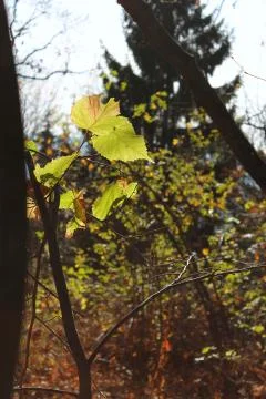 Green leaf with backlighting Stock Photos