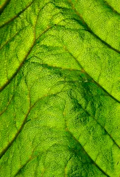 Green leaf backlit Stock Photos