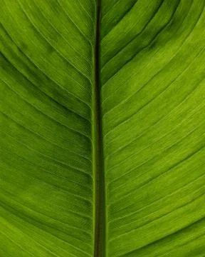 Green leaf backlit to show vein detail Stock Photos