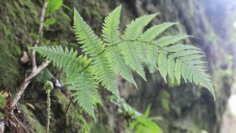 Green leaf in backlit sun Stock Footage 106624311