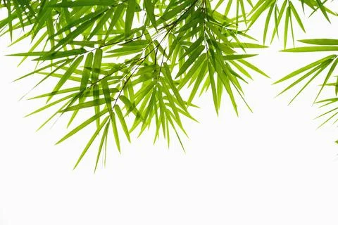 Green leaf bamboo isolate on white background Stock Photos