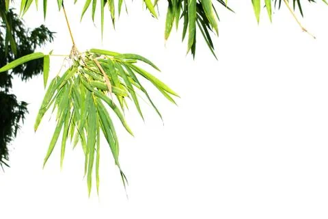Green leaf of bamboo leaf isolated on white background Stock Photos