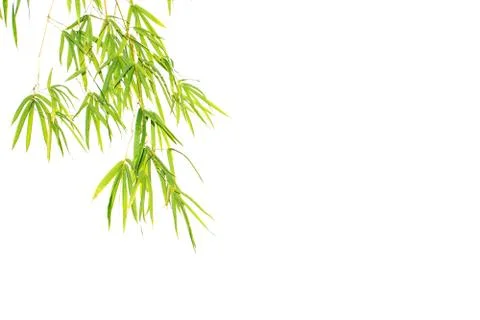 Green leaf of bamboo leaf isolated on white background Stock Photos