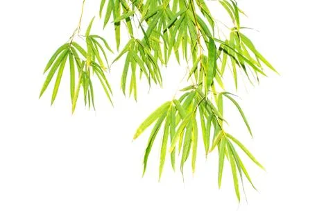 Green leaf of bamboo leaf isolated on white background Stock Photos