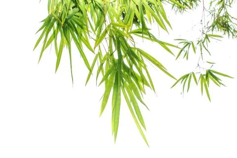 Green leaf of bamboo leaf isolated on white background Stock Photos